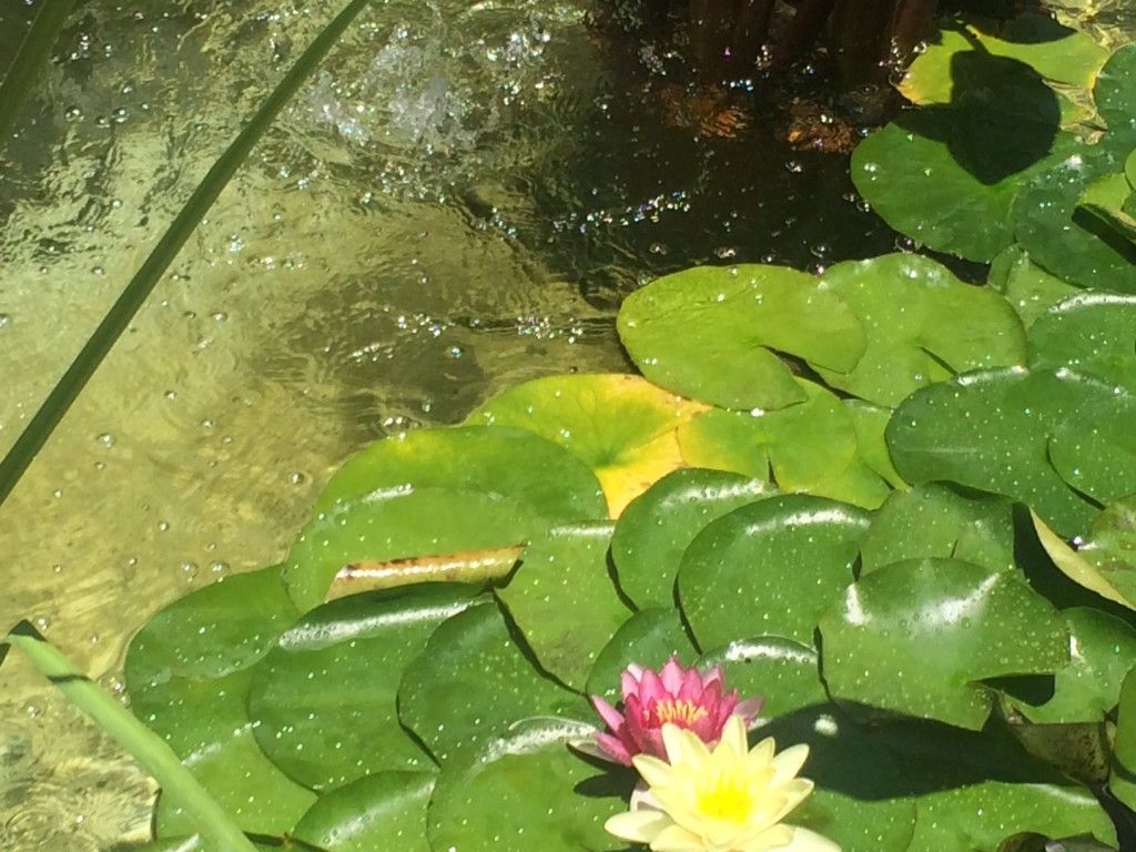 Water lillies