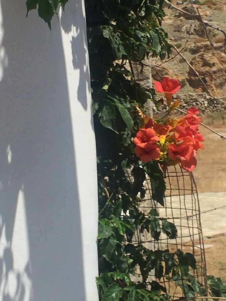 Red bougainvillea