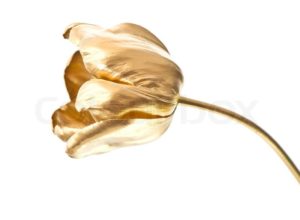 4264447-golden-tulip-flower-isolated-on-white