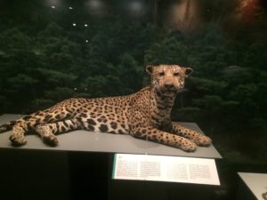 Jaguar taxidermy