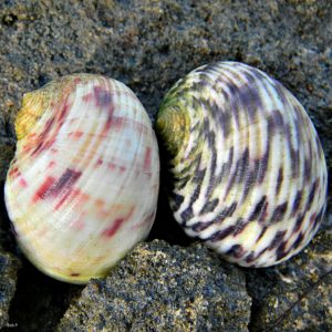 Nerite shells