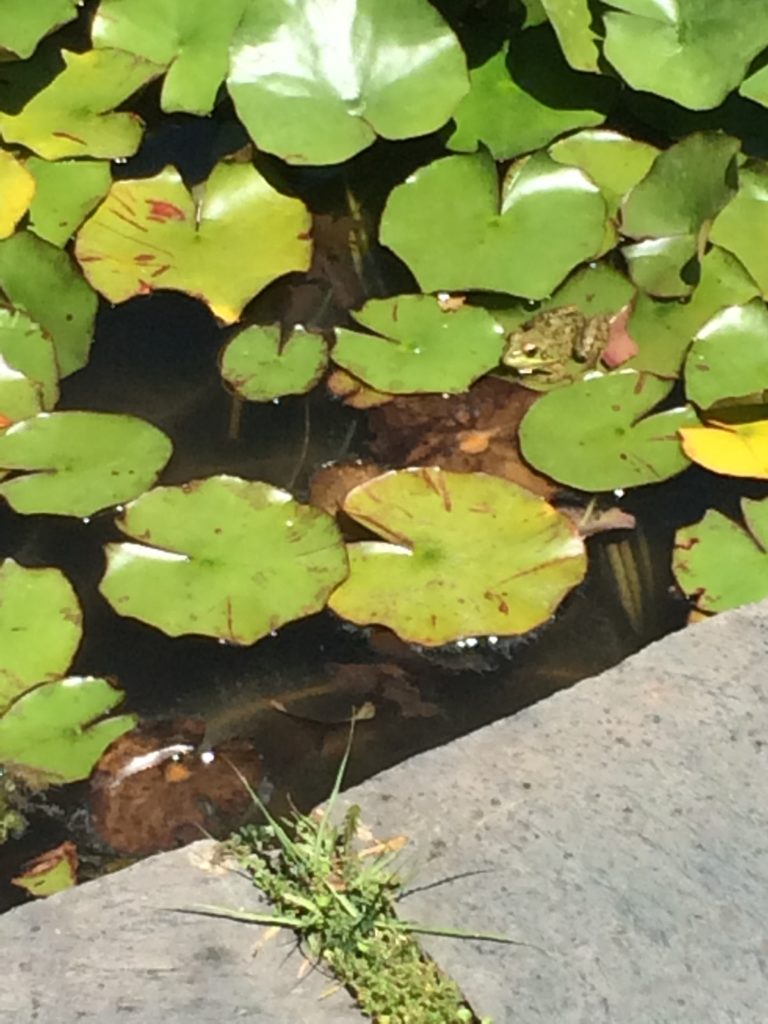 Lily pad pool at Jardin Botanico