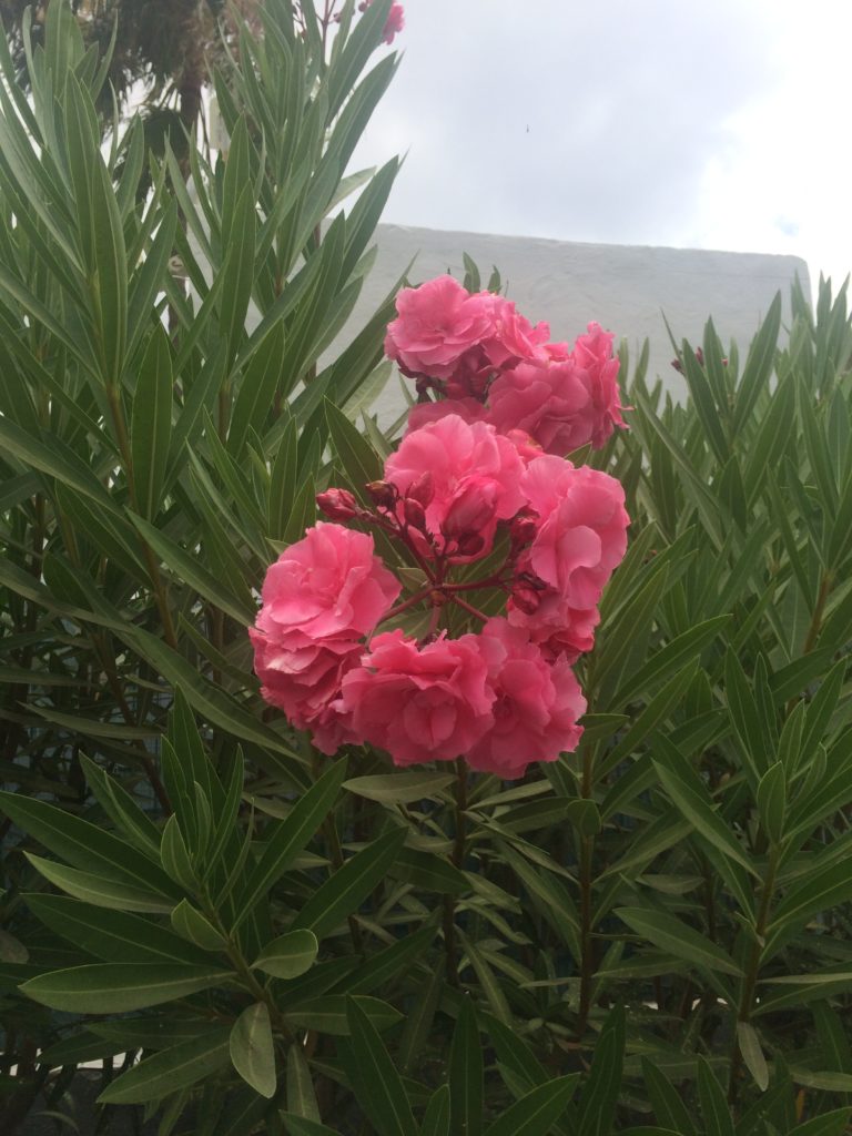 Pink peonies