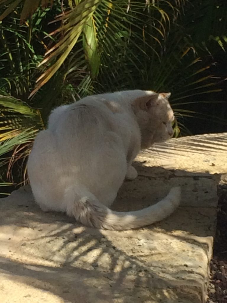 White cat at hotel